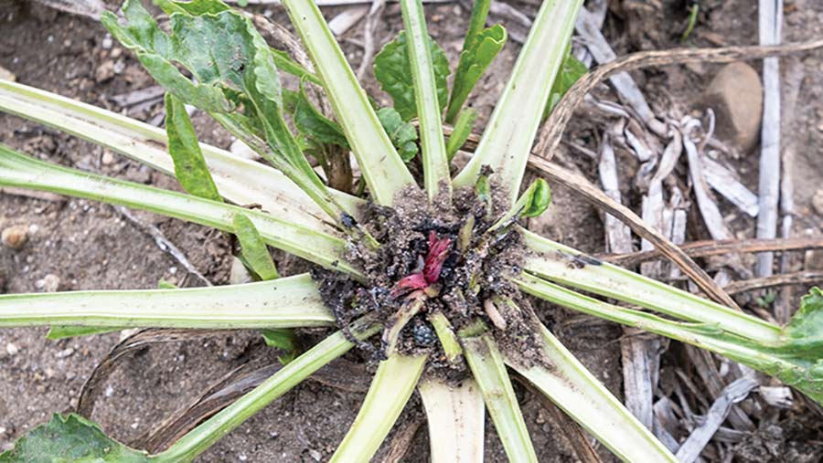 sugar beet plant showing beet moth damage