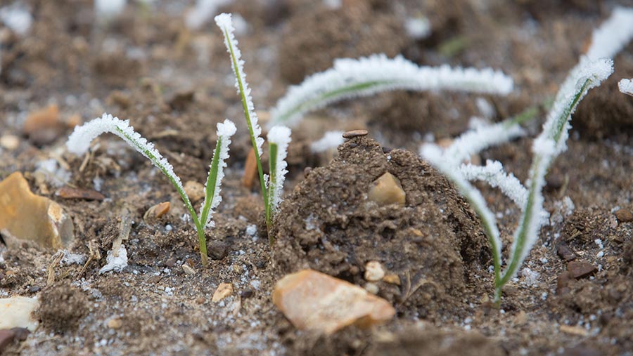 Young wheat plants covered in frost
