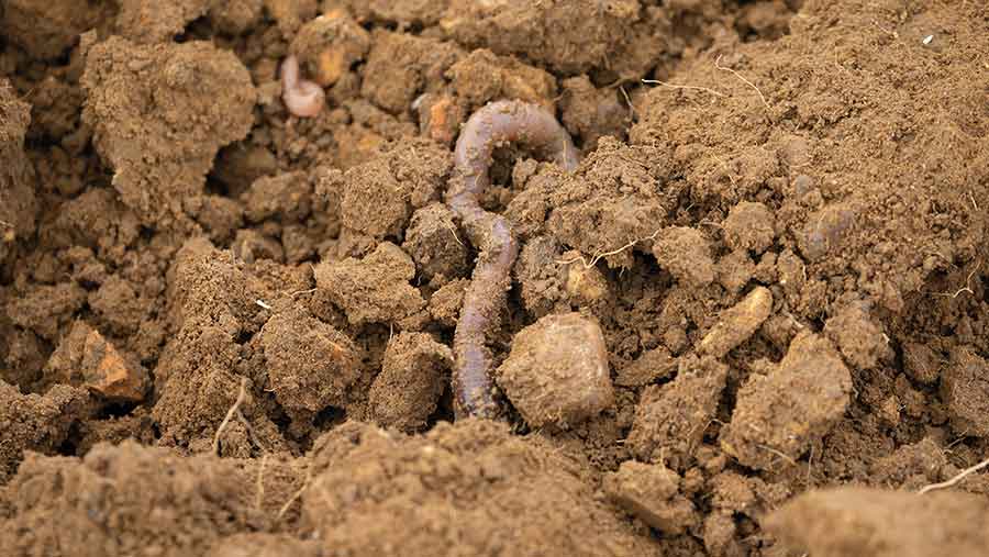 Studies show earthworms can increase crop yields by 25% - Farmers Weekly