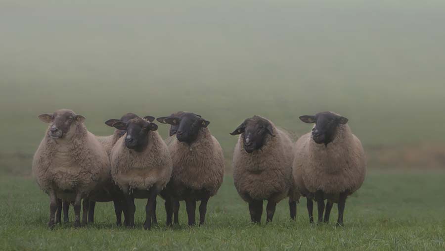 Unusual Weather Increases Late Liver Fluke Risk In Livestock - Farmers 