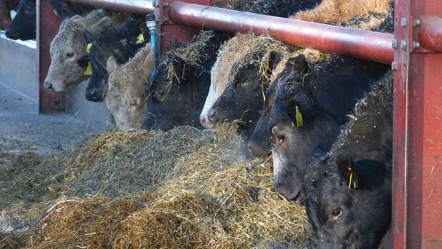 Beef cattle being fend indoors