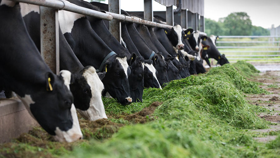 Cows eating silage