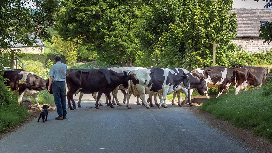 Dairy cows being moved across a country road