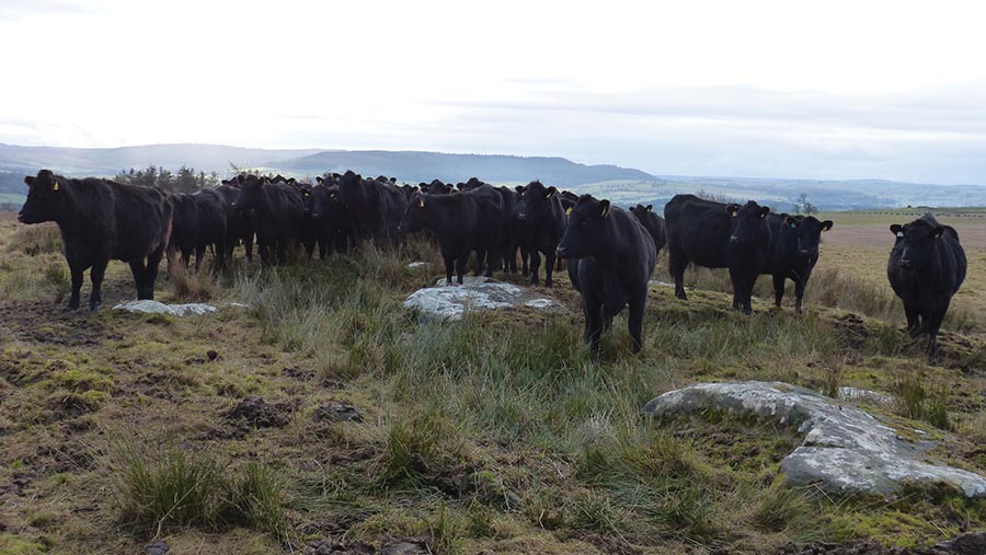 Cows outwintered