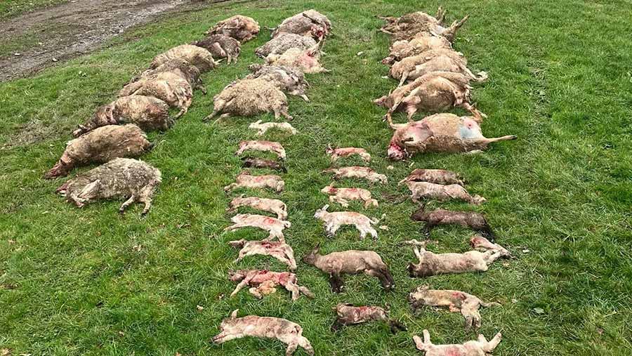 Dead sheep and lambs