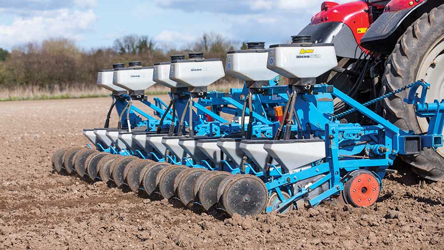 Drilling sugar beet