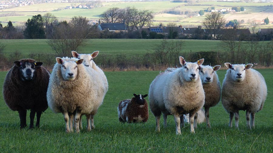 Home-bred ewe lambs ready to lamb in March at Greenfield © MAG/Michael Priestley