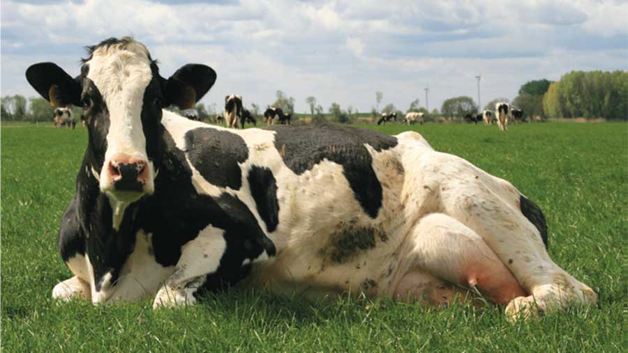 Cow lying down in field