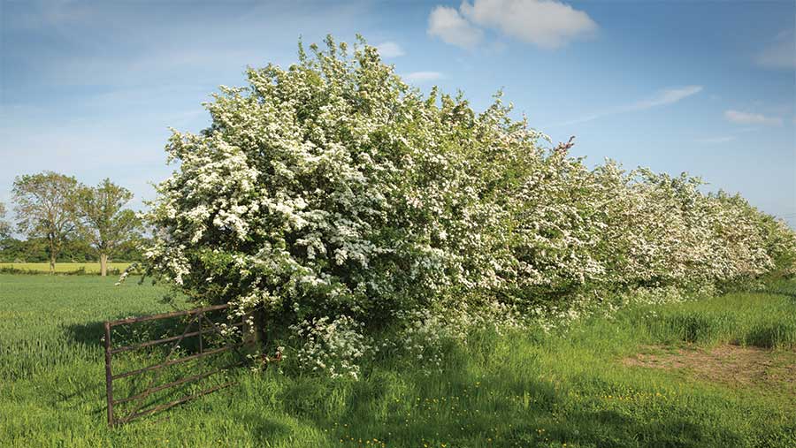 Hawthorn hedge in field