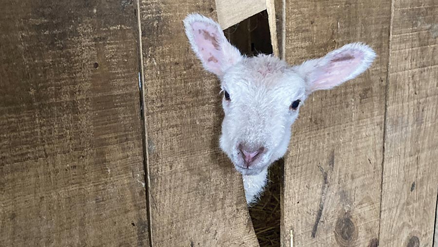 Farmers Weekly Lambing Gallery 2024 Send in your best snaps