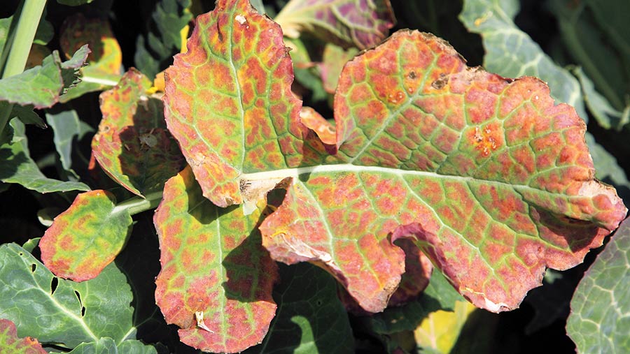 OSR leaf affected by turnip yellows virus