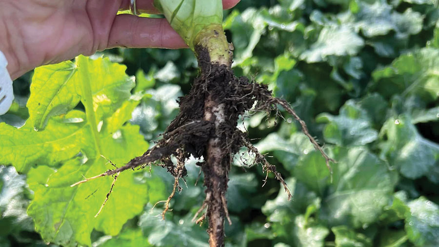 Crop roots