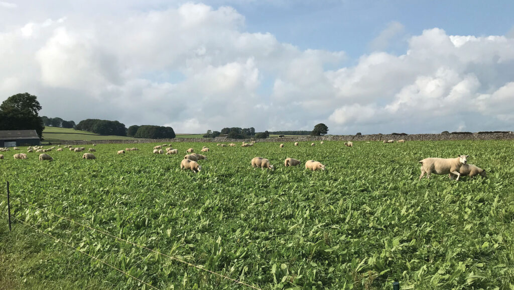 Sheep rotational grazing