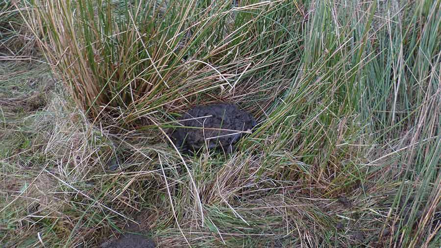 How Angus cattle graze rushes