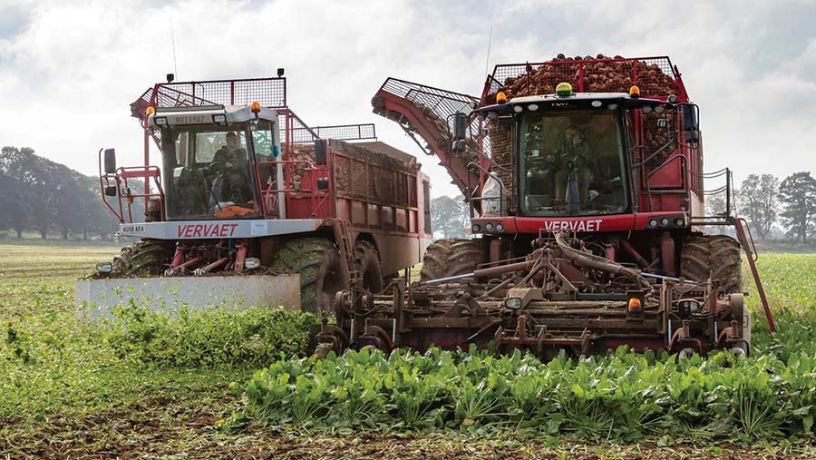 sugar beet harvest