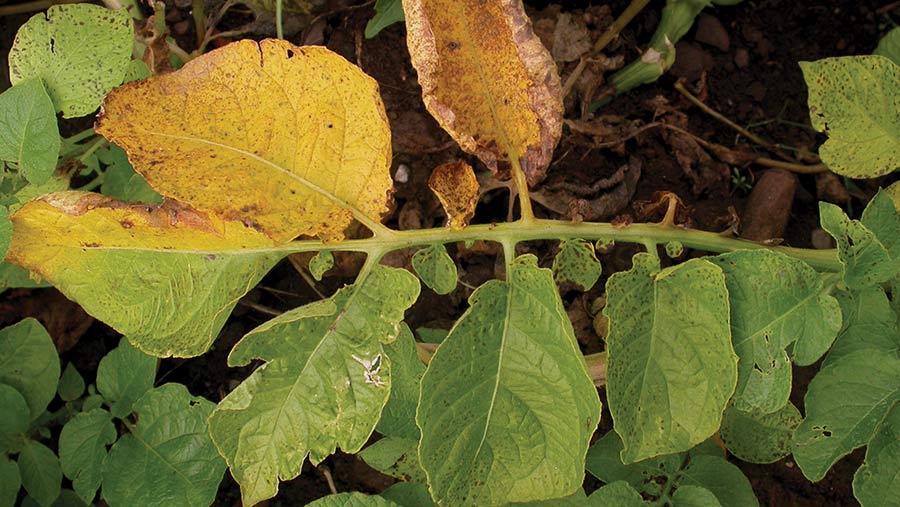 Typical leaf symptoms of verticillium wilt