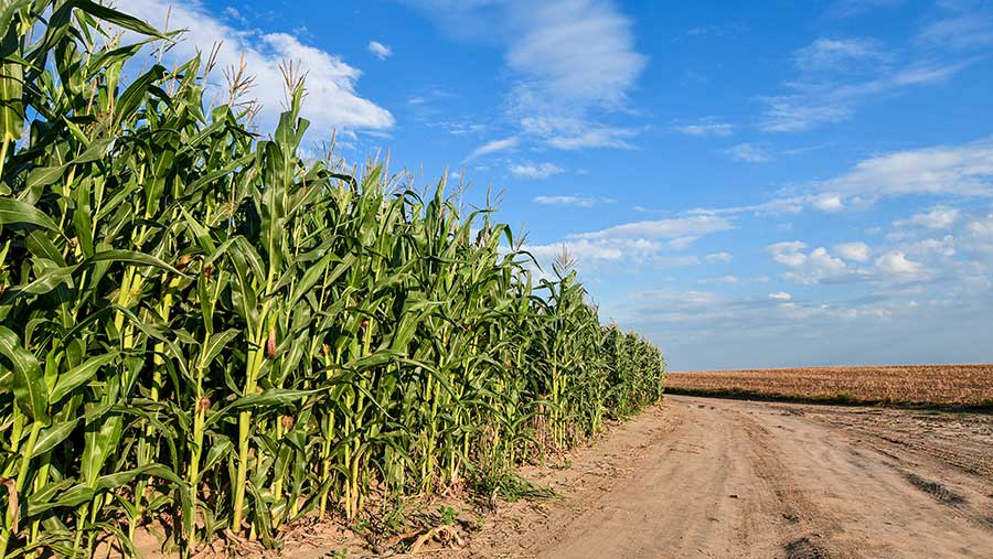 Maize crop beside a dirt road