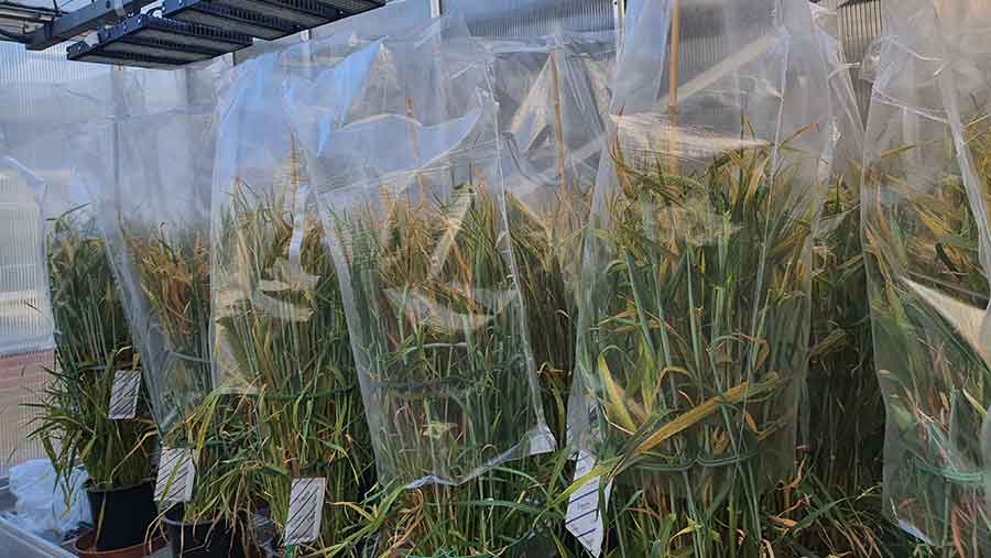 Samples of High-lipid Golden Promise wheat