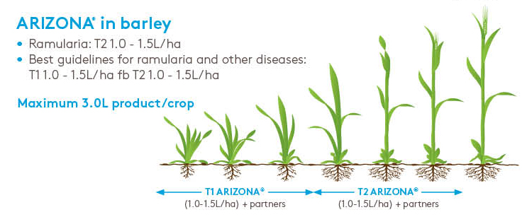 Arizona in barley graphic