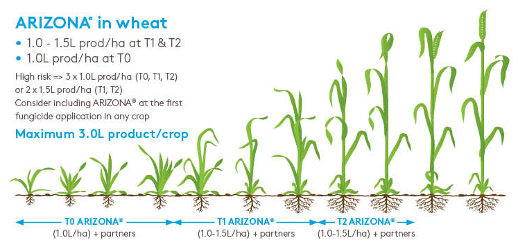 Arizona in wheat graphic