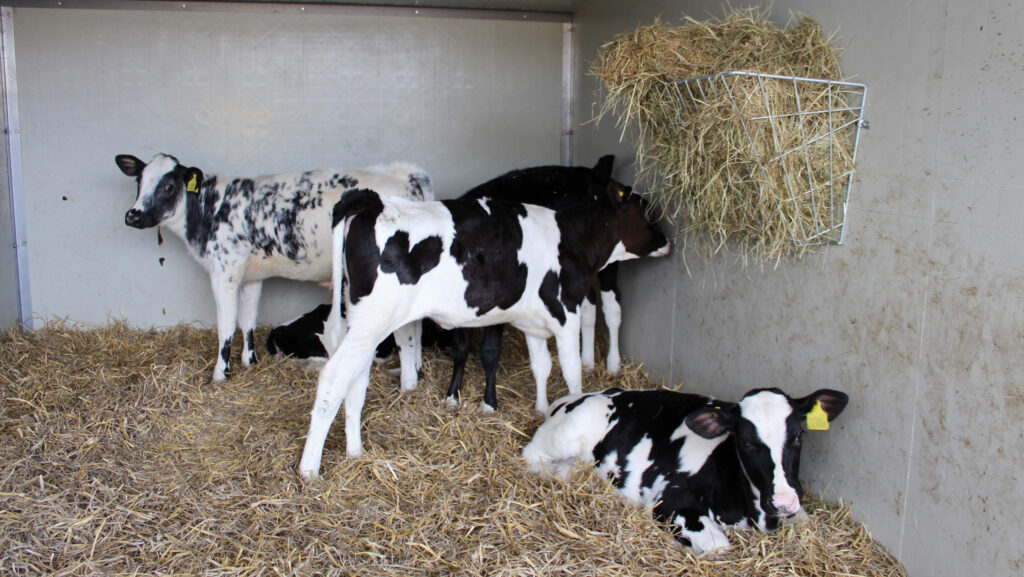 calves in shed