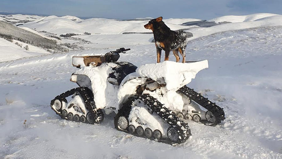 ATV and dog in the snow