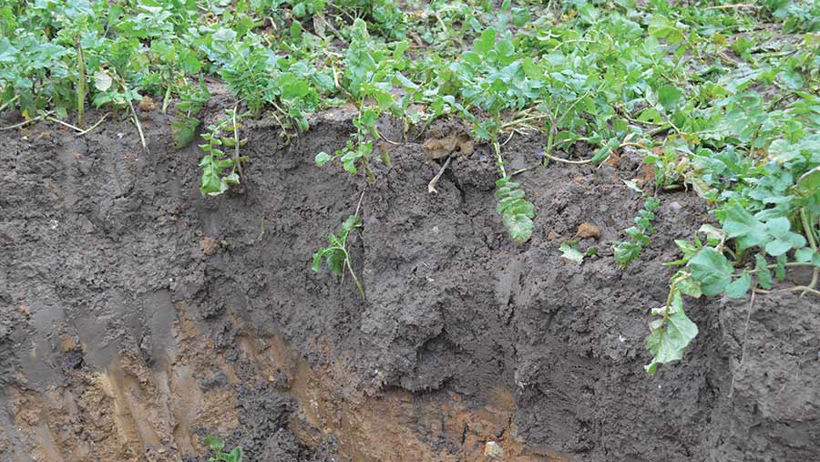 soil in field of potatoes