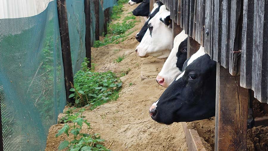 Cows feeding behind a galebreaker