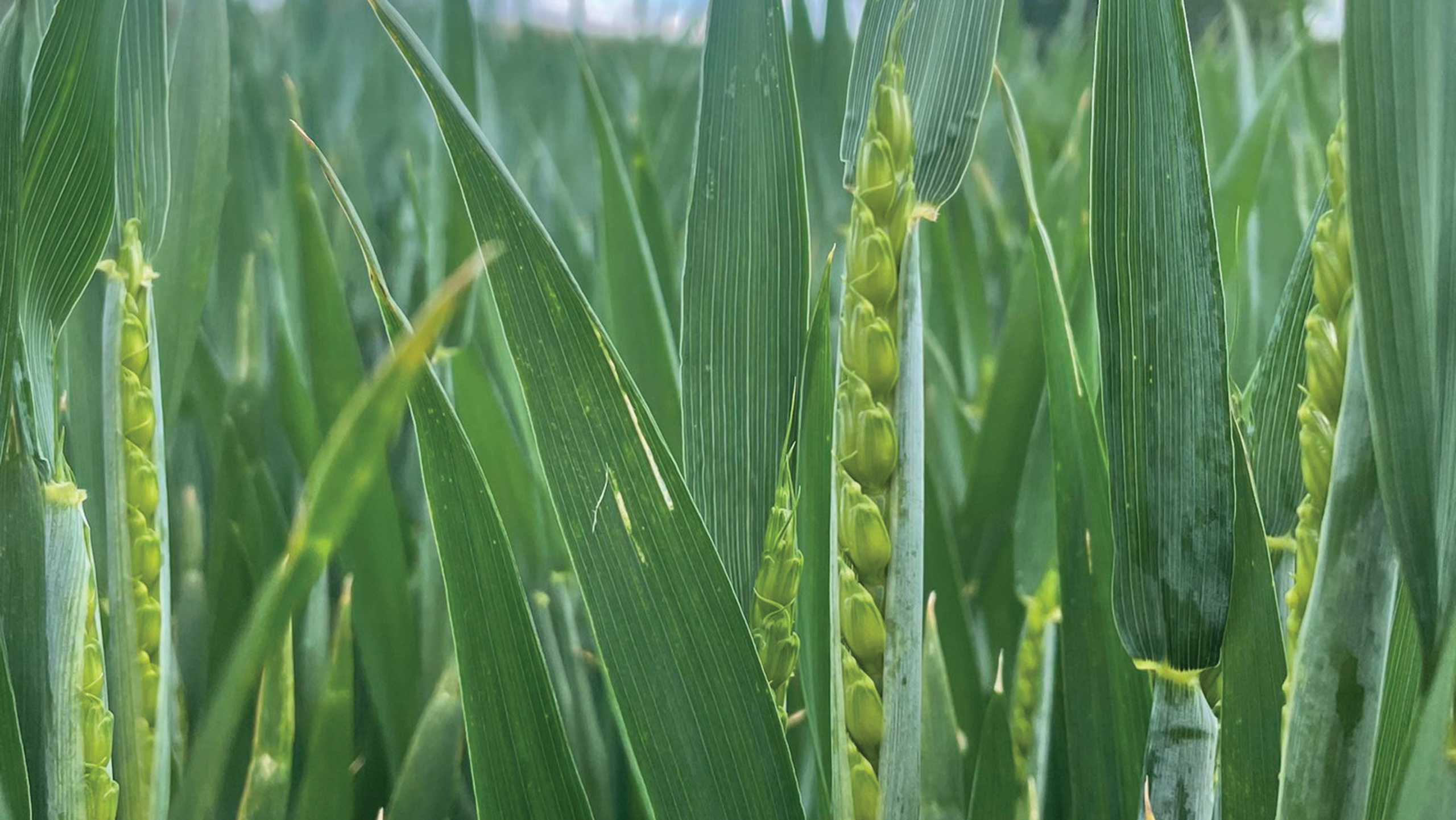 Advice on getting the most from Dawsum winter wheat - Vimarsana News