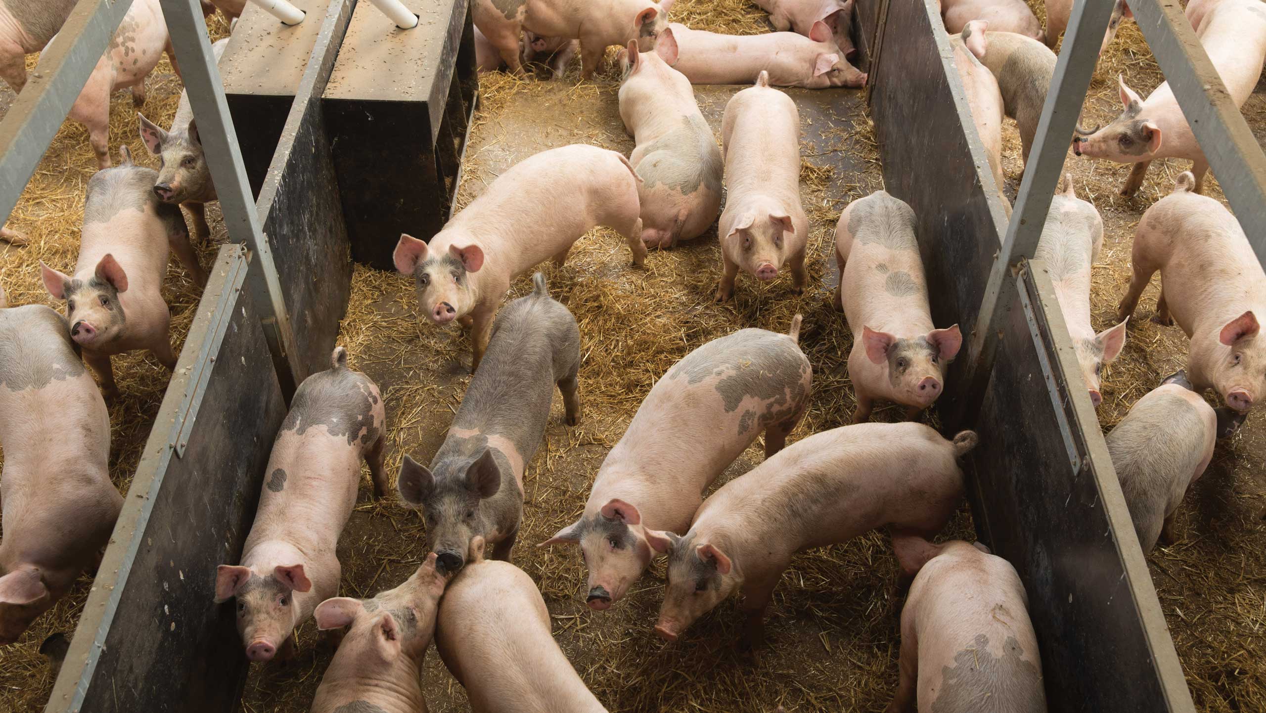UK finished pig prices stabilise at 211p/kg amid tight supply - Vimarsana News