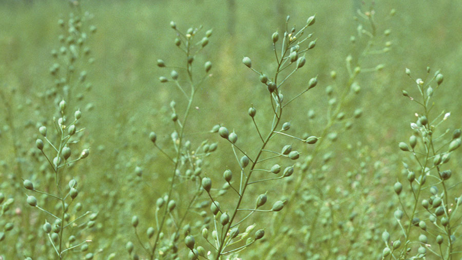 Close-up of oilseed plant