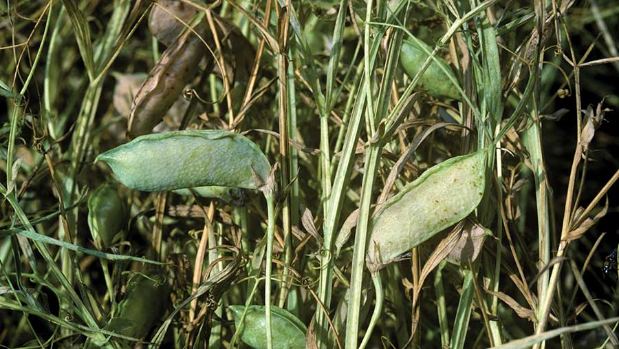 Close-up of pea plant