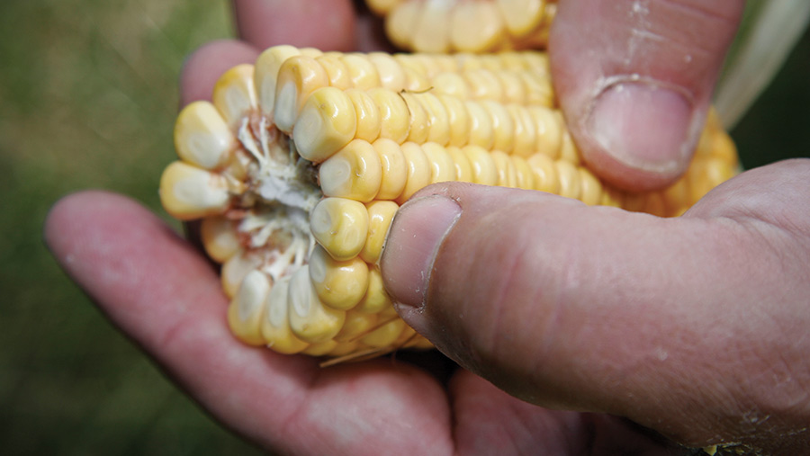 Be prepared so maize is drilled at the optimum time, advises Richard Hopwood, nutritionist from ACT © Tim Scrivener