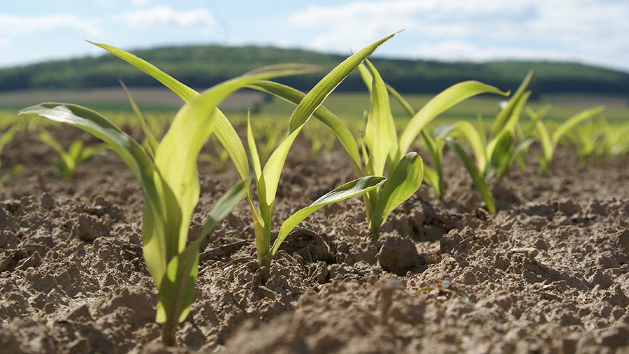 Cold soils can hamper establishment, and this poor start affects the whole season © KWS