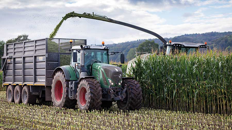 Harvesting maize