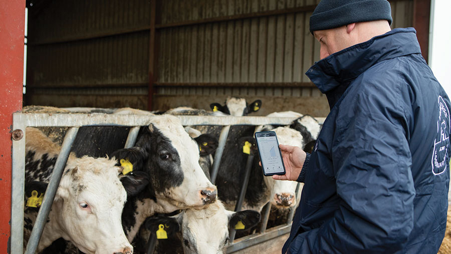 Farmer with cows and reading data on a phone screen