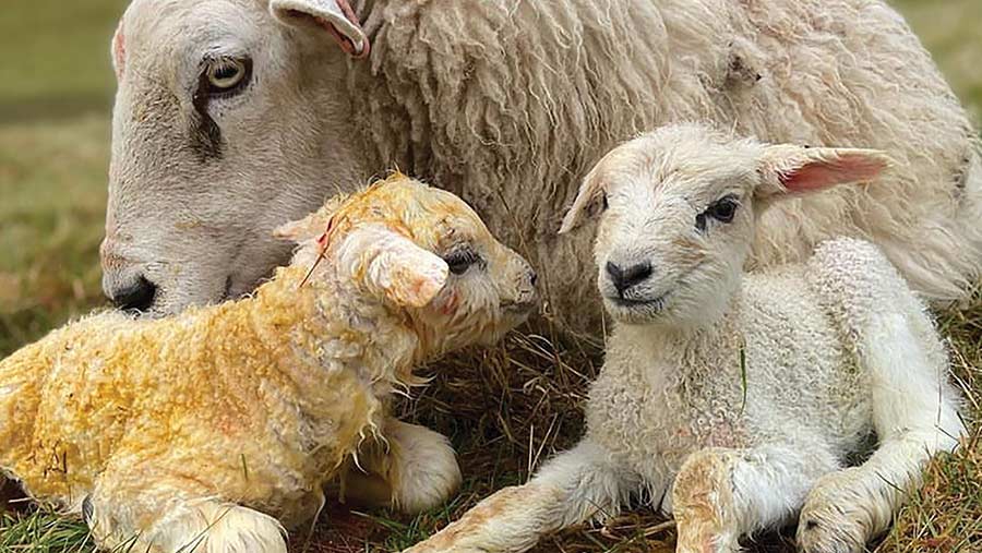 Mrs Hopps the ewe with her twin lambs