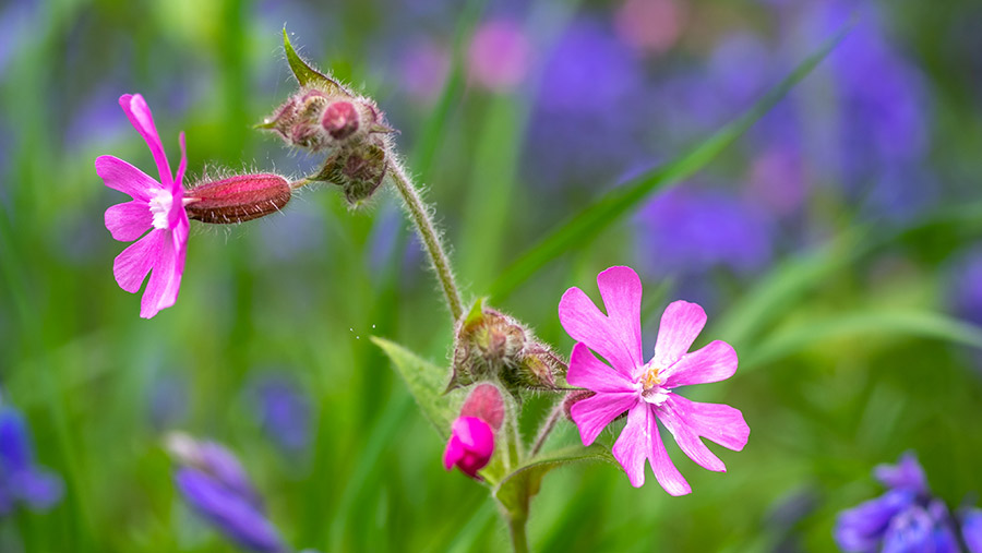 Red campion wildflowers