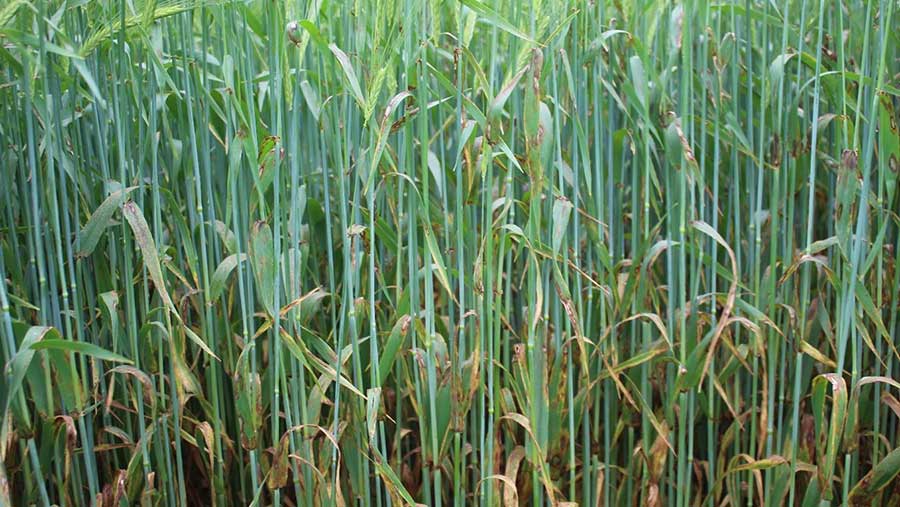Rhynchosporium, Spring Barley