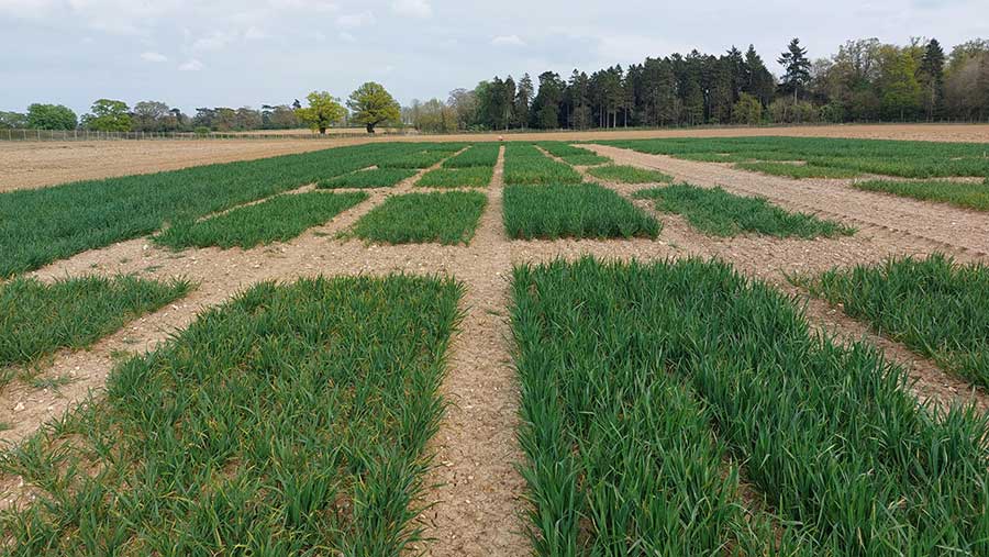 Trial plots at Rothamsted