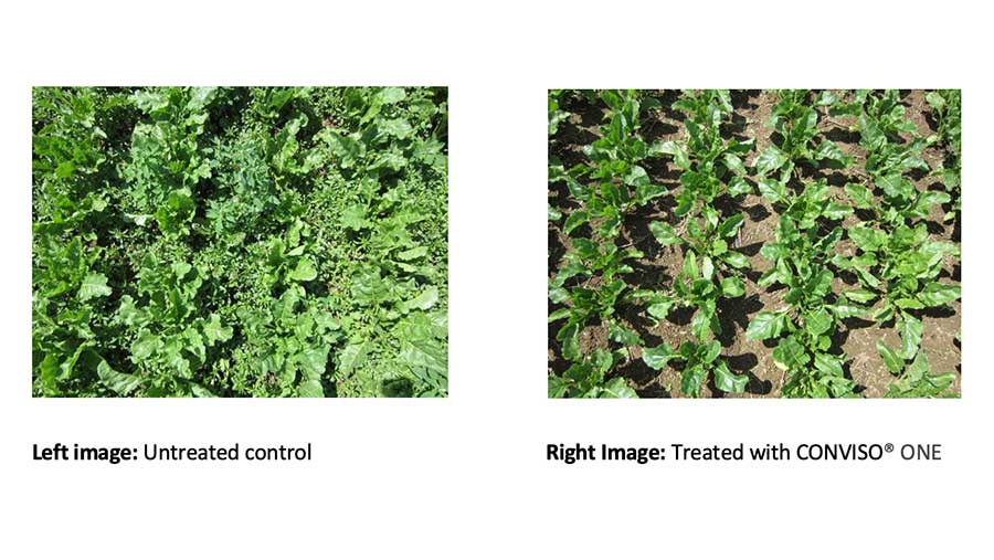 Comparison of untreated and treated crops