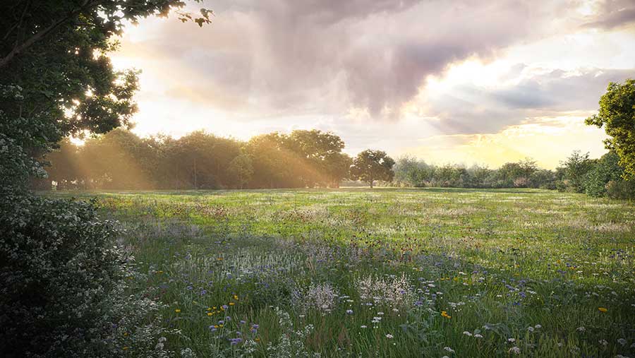 Visualisation of the farm once the Habitat Bank is established