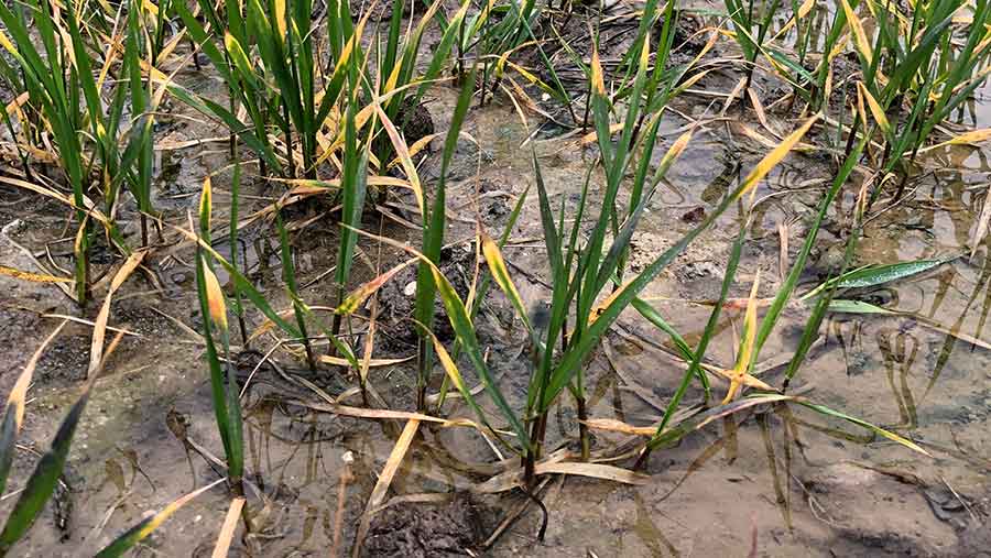 Winter wheat shows the strain of excessive moisture © MAG-Philip-Clarke