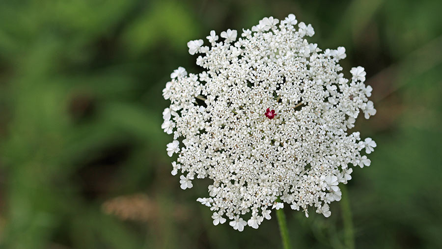 Wild carrot wildflower