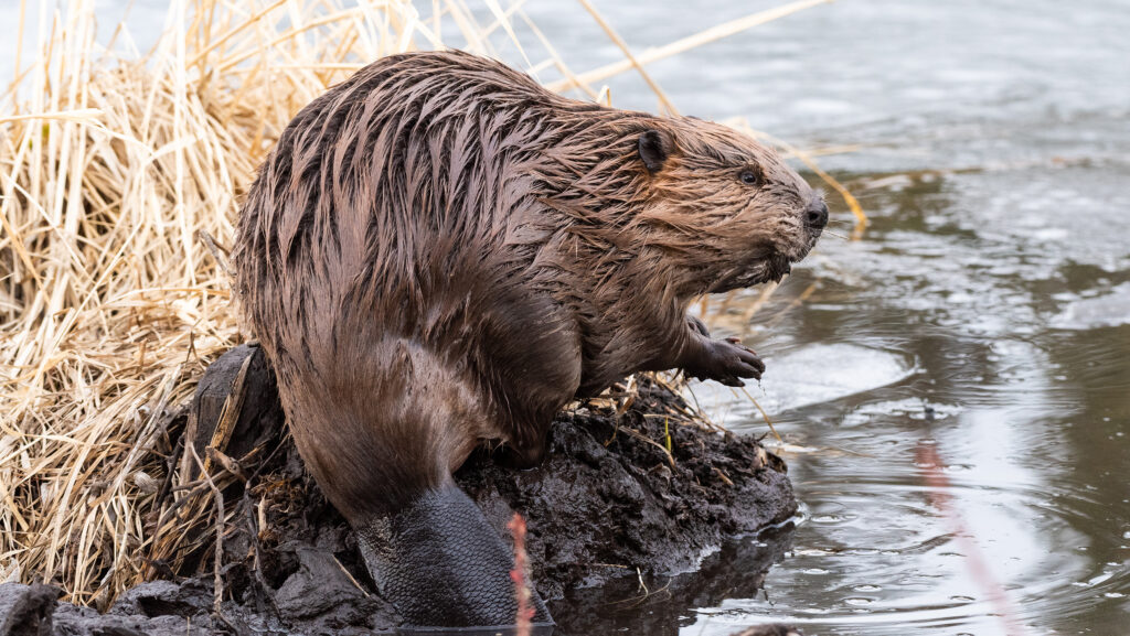 Beaver reintroduction in Essex helping to alleviate flooding - Farmers ...