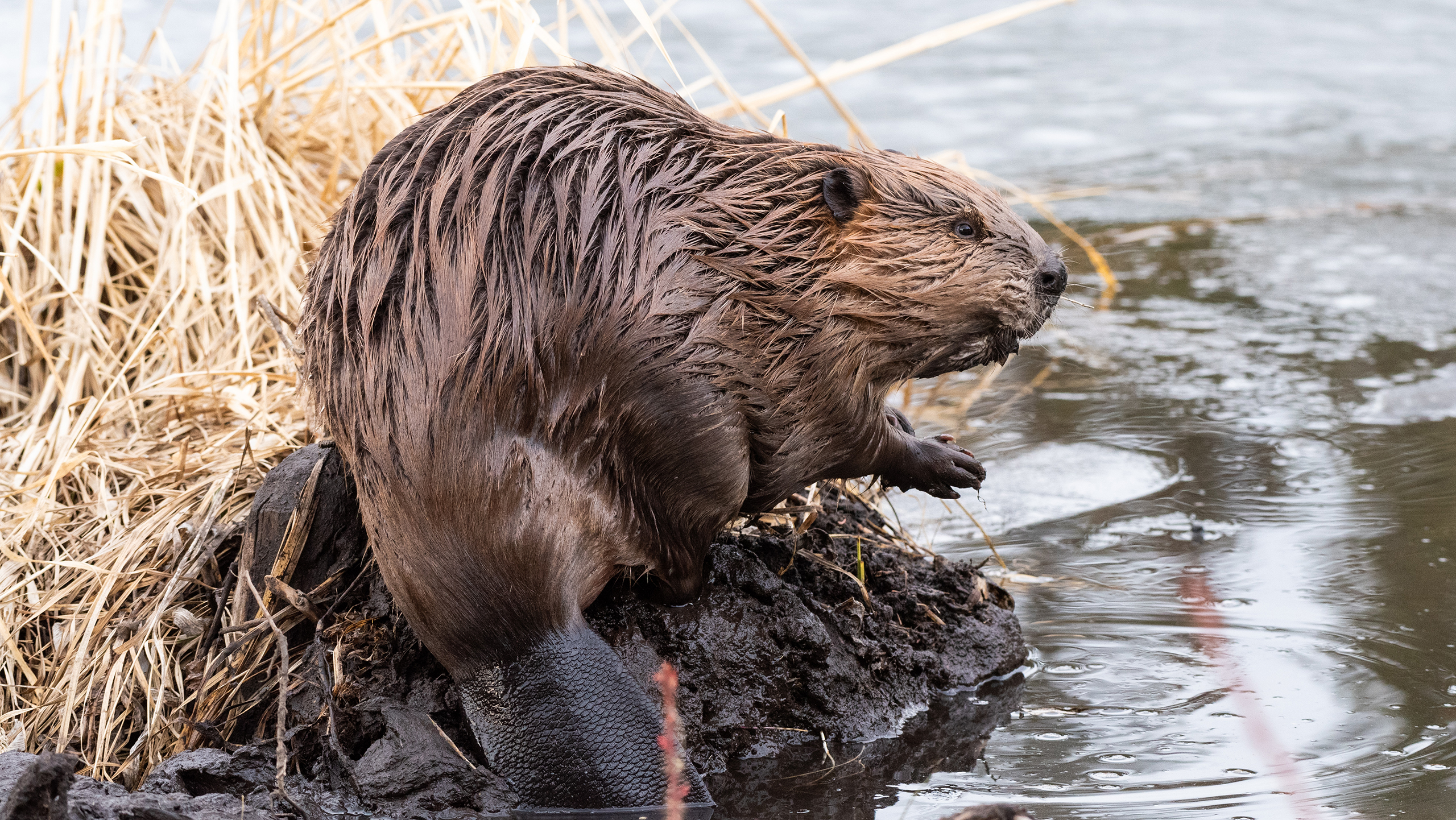Beaver reintroduction in Essex helping to alleviate flooding - Vimarsana News