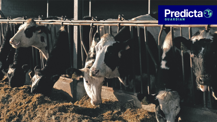 Dairy cows grazing - DDW Predicta Guardian