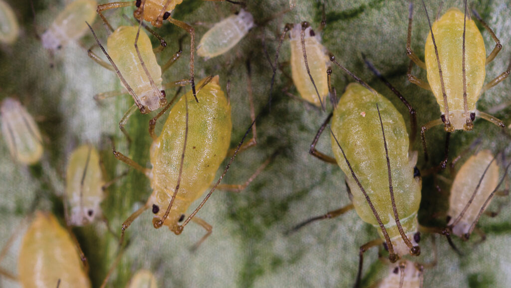 aphids on vegetable plant