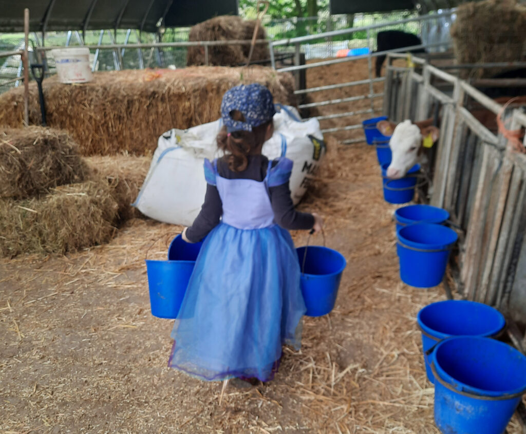 Young person feeding calves while wearing a Princess dress