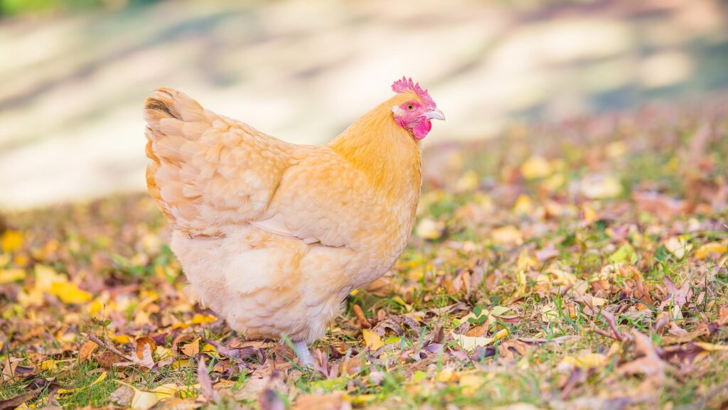 The Buff Orpington is among 41 chicken breeds on the new watchlist © Adobe Stock